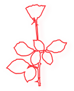 Red rose